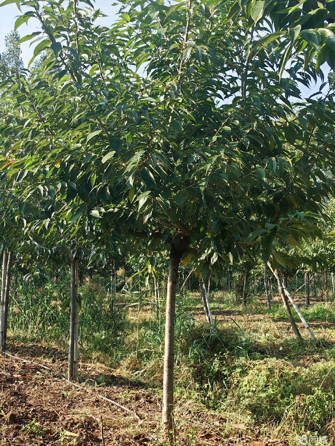 棗莊58同城 高效便捷的苗木交易平臺，助力綠色產業發展