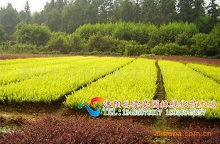 農苗網攜手沭陽亮亮園林，優質金葉女貞床苗與小苗全面供應